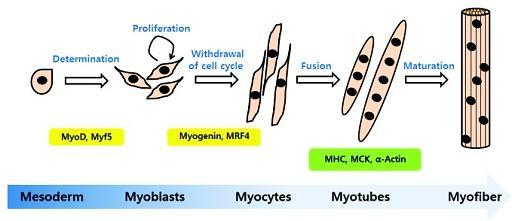 MÚSCULO ESTRIADO ESQUELÉTICO Diferenciação Miogênica Fatores Miogênicos: MyoD Myf5 MRF4