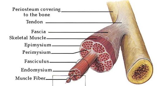 REVESTIMENTO DO MÚSCULO ESQUELÉTICO O músculo esquelético está envolvido por tecido conjuntivo denso com