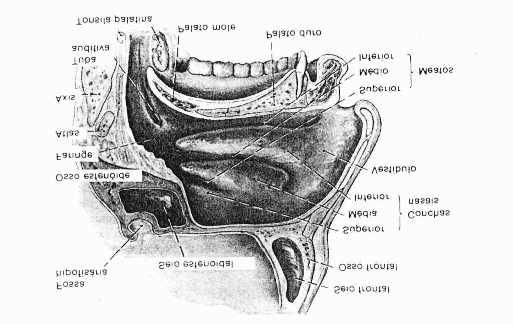 8 Vogais Nasais 2.1.2 Anatomia e Fisiologia das Cavidades Nasais Os fonéticistas reconhecem três câmaras de ressonância no tracto vocal supra-glotal.