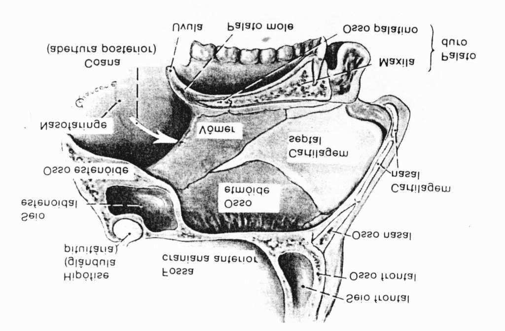 Acima deste par de cavidades encontram-se as cavidades nasais, mais precisamente, entre o véu palatino e as narinas, por um lado, e entre o palato e o cérebro, por outro.