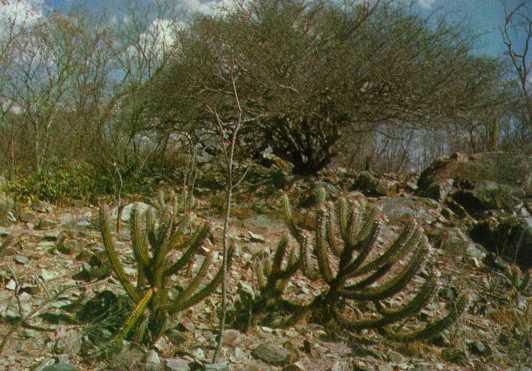 Características: Sua vegetação é constituída por arbustos tortuosos que perdem as folhas na