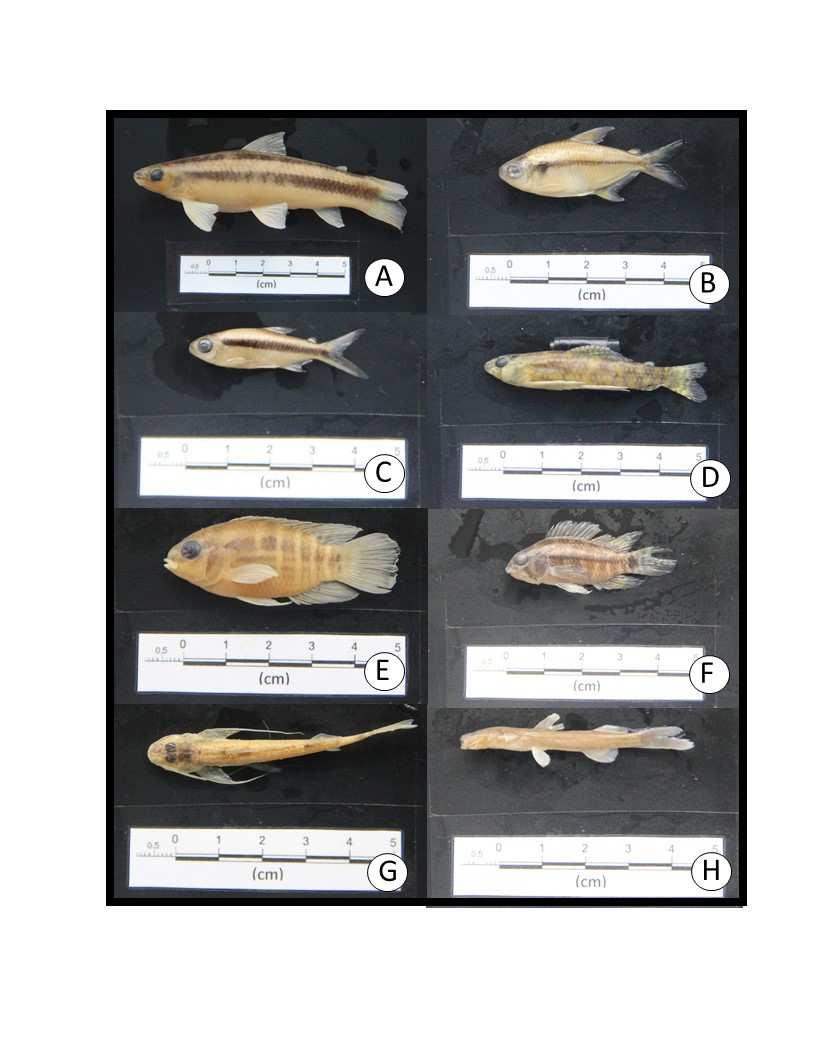 Apistogramma sp.; contudo ainda há espécies de interesse na aquariofilia, tais como Thayeria boehlkei (Figura 04).