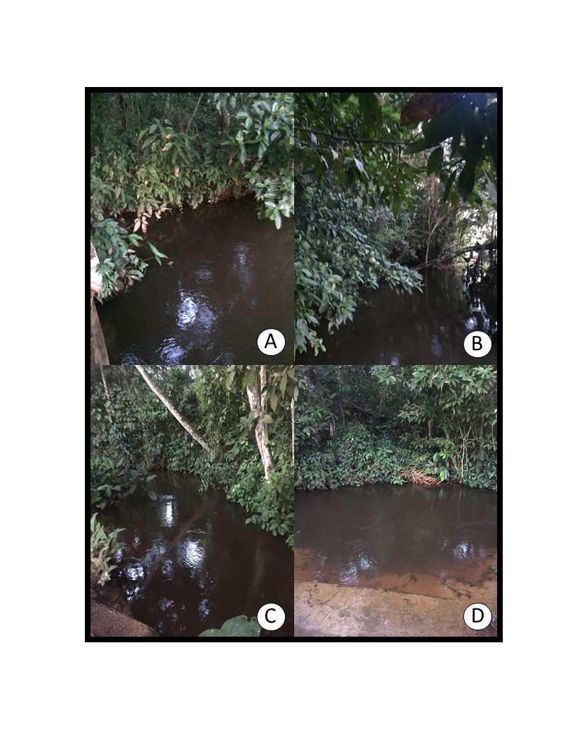 FIGURA 2 Imagens da área de estudo ilustrando a cobertura vegetal e a qualidade ambiental na região estudada; A) Montante da área estuda; B e C) área dentro da região estudada e D) Jusante da área de