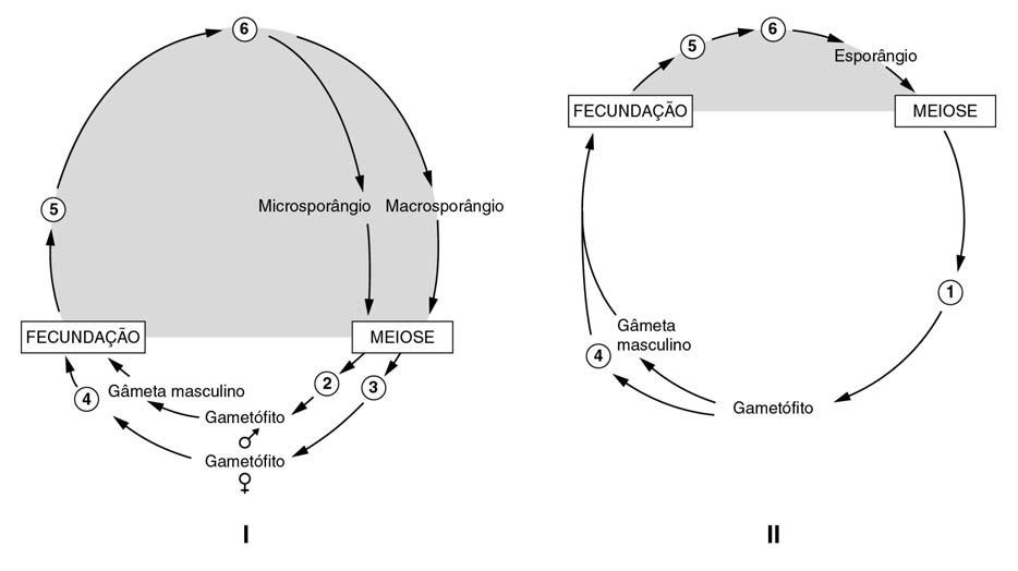 III 1. Os fungos podem estabelecer uma grande variedade de relações bióticas, desempenhando um papel essencial no funcionamento dos ecossistemas.