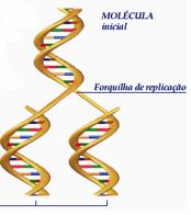 A estrutura do DNA Anotações: OBS.: os filamentos externos de açúcares e de fosfatos se dispõem em direções opostas.