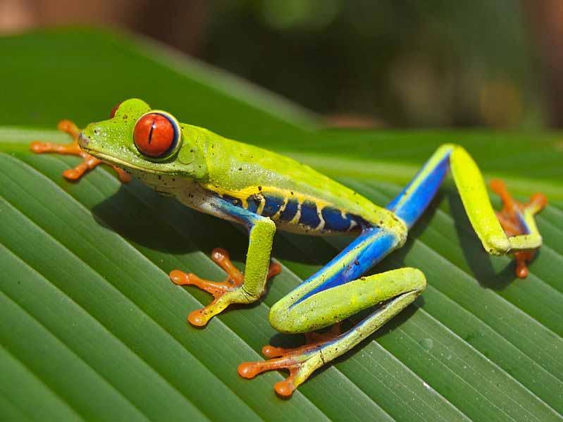 Hylidae (Phyllomedusinae): pererecas pés-de-macaco