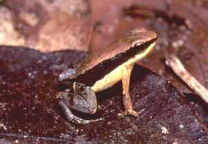 Aromobatidae (A) e Dendrobatidae