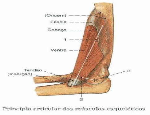 Classificação dos músculos Músculos cutâneos: situados