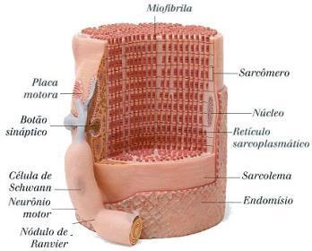 Composição química dos músculos Os músculos possuem os seguintes componentes químicos: - Água: abrange 75% da musculatura - Proteína: