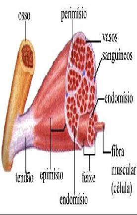 Composição química dos músculos Glicogênio: armazenado em grande quantidade nas células