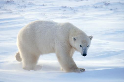 A tundra e as regiões polares Os vegetais são, em geral, rasteiros, de folhas