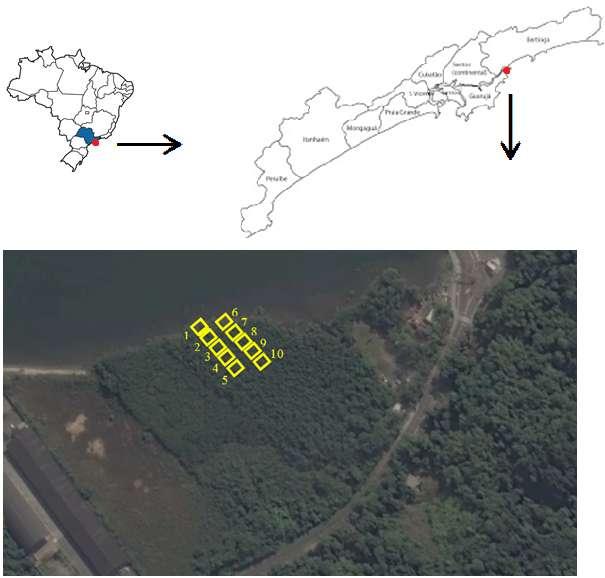 Figura 1. Localização da área de estudo, nas coordenadas 23º51 41 S; 46º08 41 O e posicionamento aproximado das parcelas no bosque de mangue as margens do Canal de Bertioga.