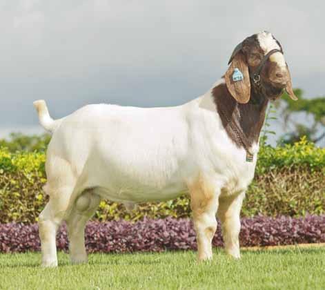 Cabrito jovem, estreou na nacional de 2012, em Juazeiro/BA, já como Reservado Campeão, filho do Hulk, Bi-Grande Campeão da Festa do Boi, tem grande potencial para tornar-se reprodutor em