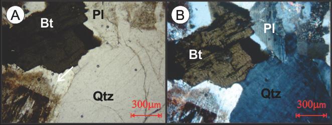 A biotita (Figura 27) ocorre como lamelas geralmente isoladas ou constituindo pequenos agregados irregularmente distribuídos pela lâmina.