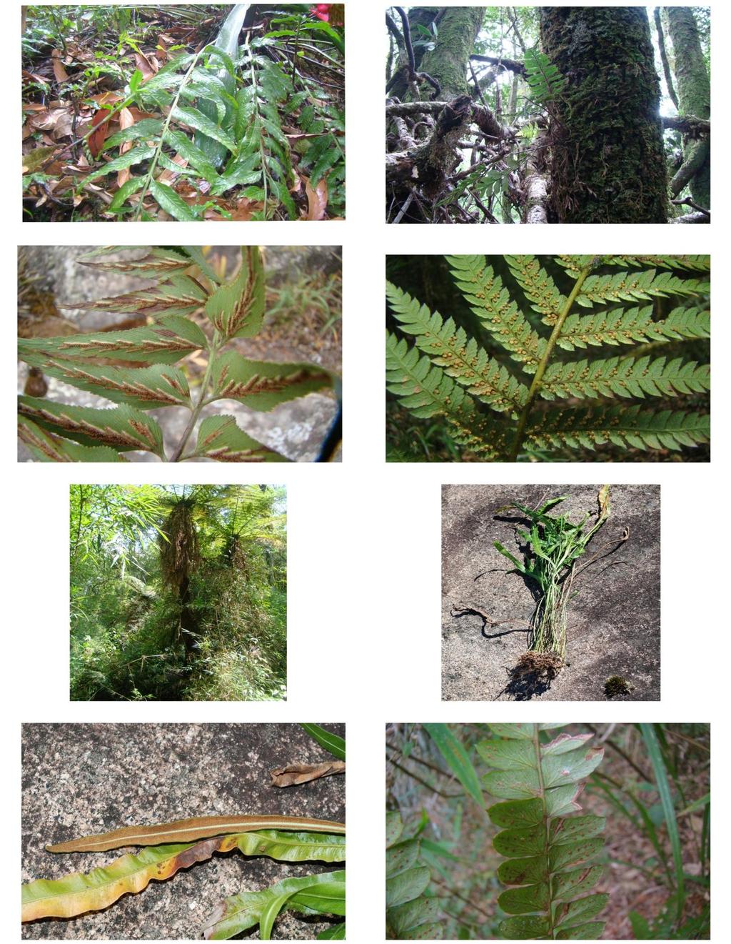 92 ANEO: B Guia fotográfico de campo para as espécies da Serra da Pedra Branca, Caldas A B C D E F G Prancha 1: A-C: Aspleniaceae, A: Asplenium feei, B: A. praemorsum, C: A.