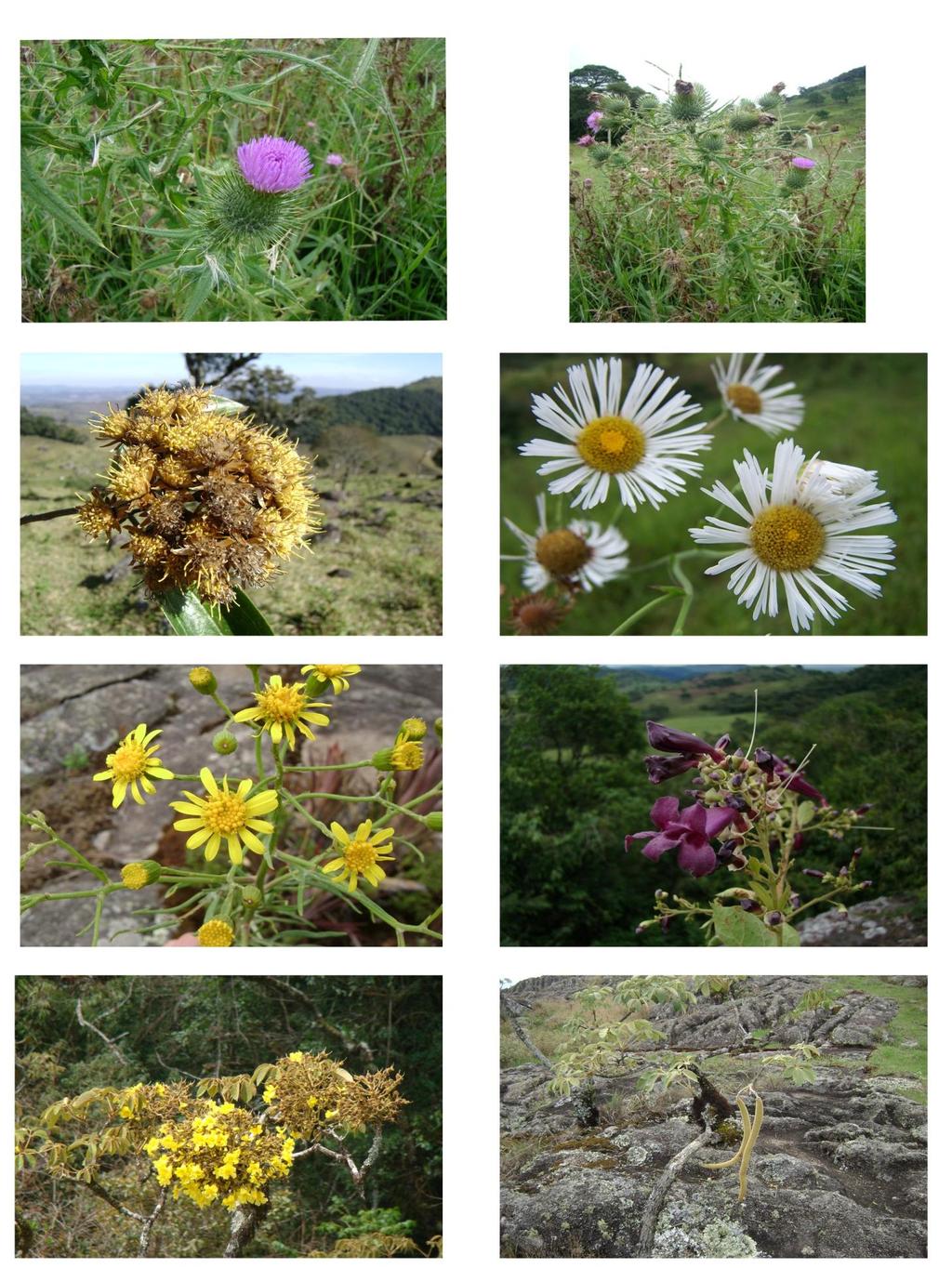 94 A B C D E F G H Prancha 3: Diagramação fotográfica 1: A-E: Asteraceae, A-B: Cirsium vulgare, A: detalhe da flor, B: População, C: