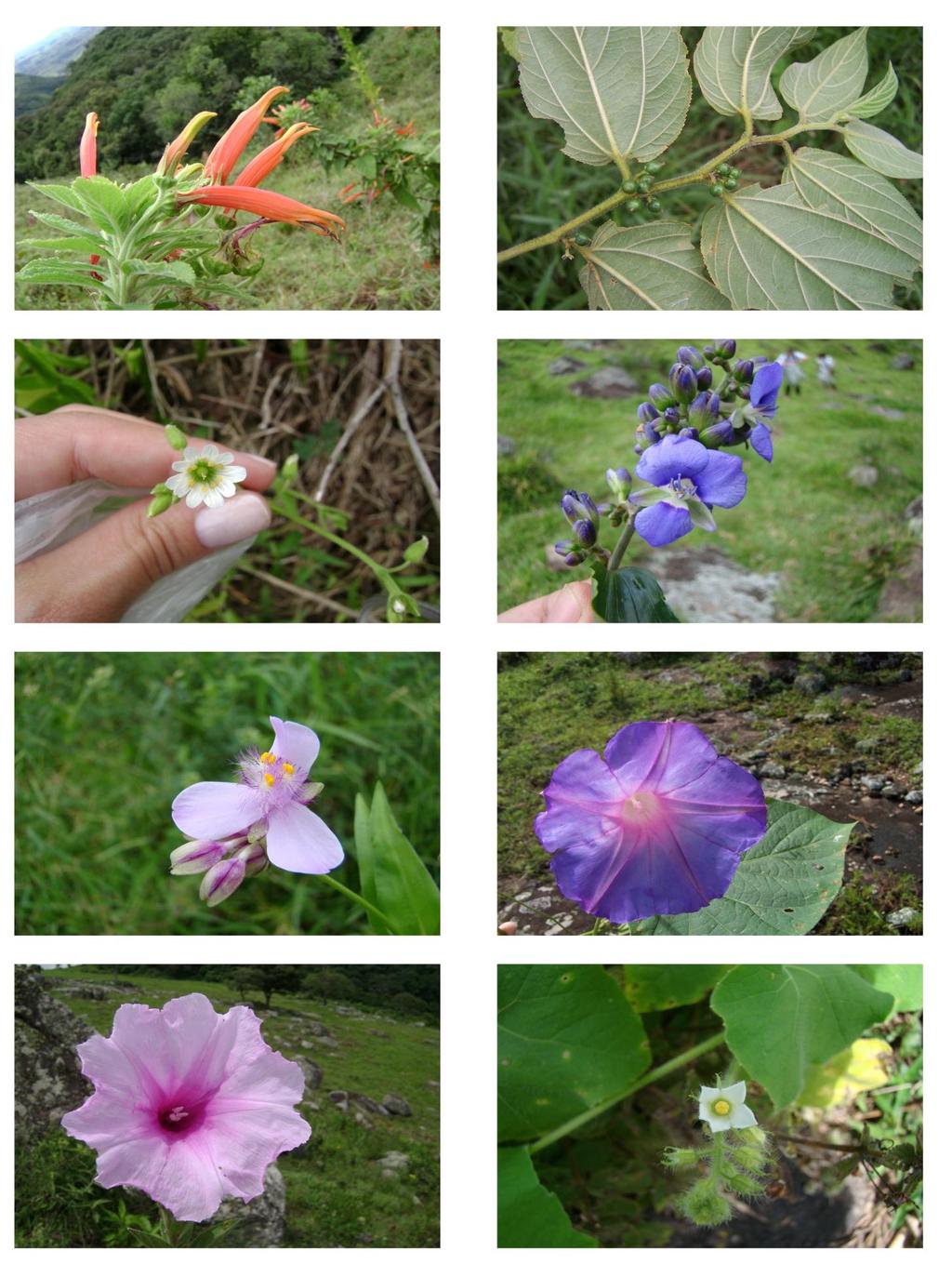 97 A B C D E F G Prancha 6: A: Campanulaceae, Siphocampylus macropodus, B: Cannabaceae, Celtis brasiliensis C: Caryophyllaceae, Cerastium sp.