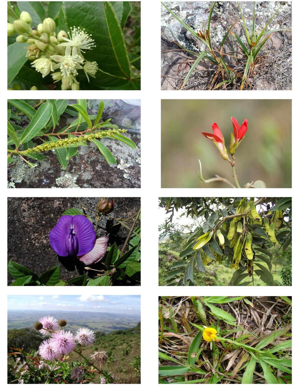 98 A B C D E F G Prancha 7: A: Cunoniaceae, Lamanonia ternata, B: Cyperaceae, Bulbostylis sp.