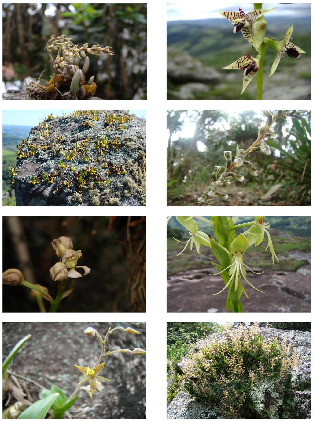 101 A B C D E F G Prancha 10: A-H: Orchidaceae, A: Bulbophyllum epiphytum, B-C: B. exaltatum, B: Flor, C: População, D: Cyclopogon sp.