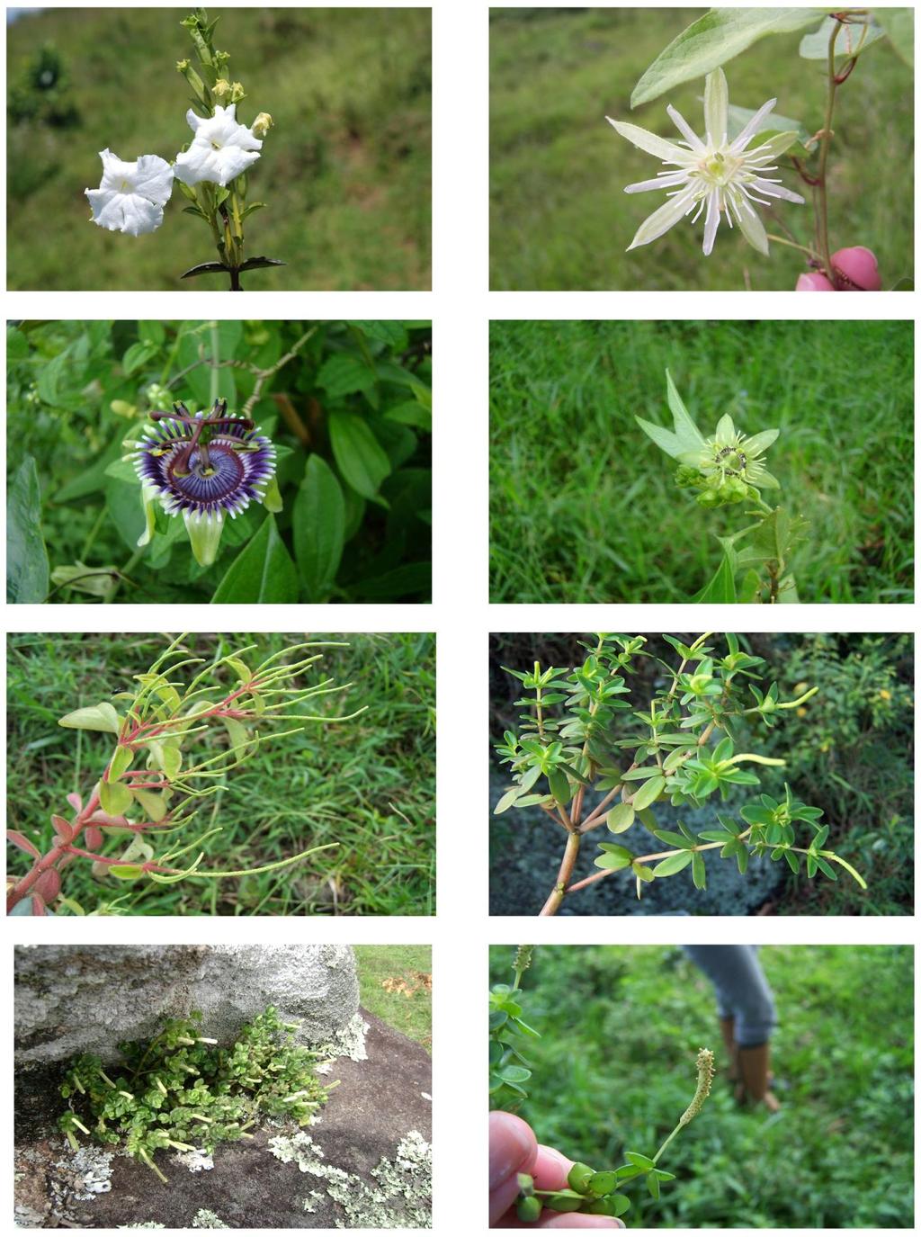 103 A B C D E F G Prancha 12: A: Orobanchaceae, Escobedia grandiflora, B-D: Passifloraceae, B: Passiflora capsularis, C: