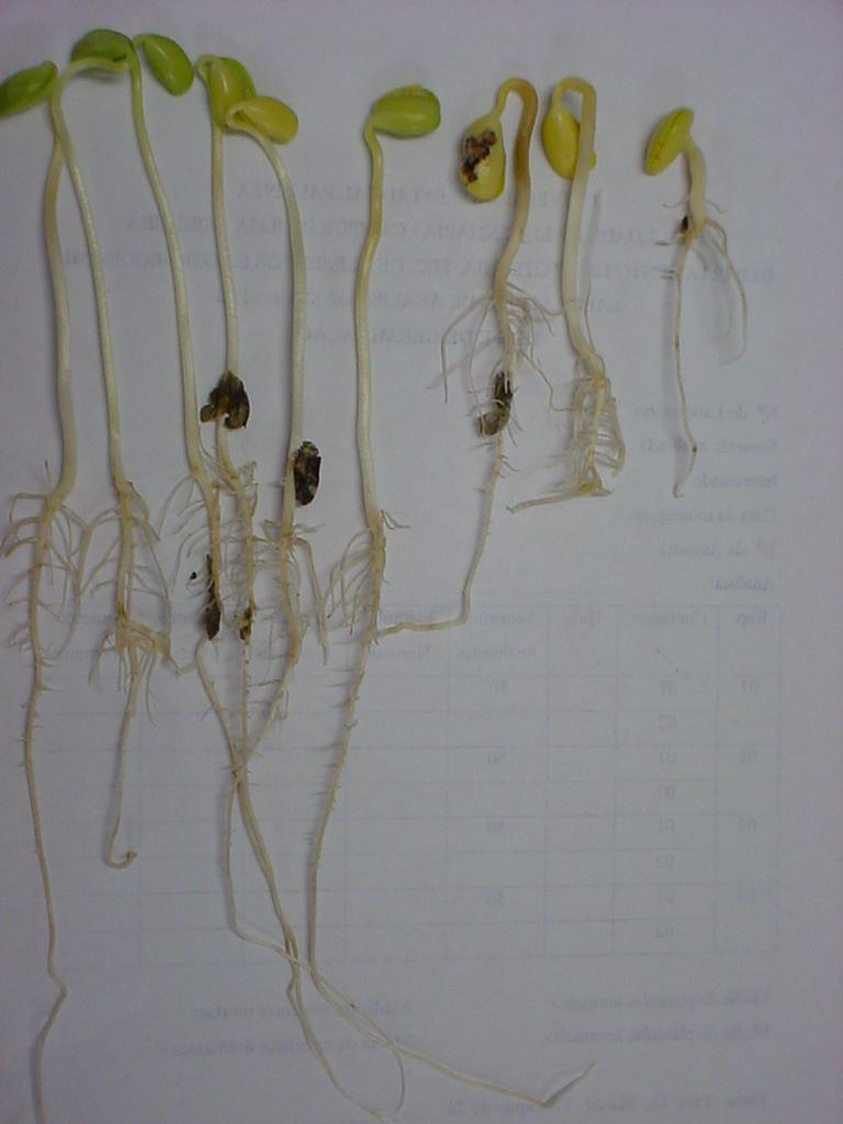 Teste de germinação 4