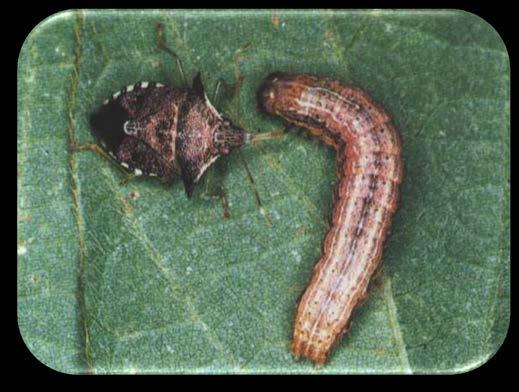 Inimigos naturais das pragas da