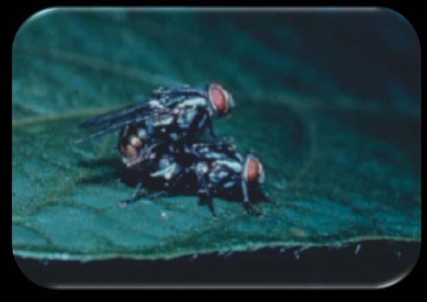 1. Parasitoides de lagartas Lagarta-da-soja -