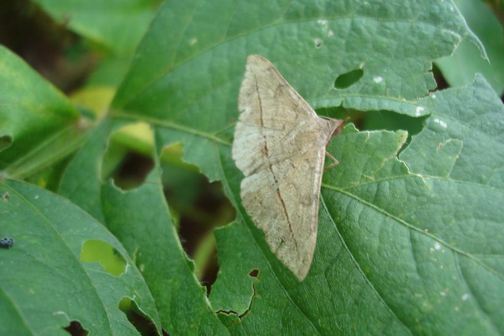 NOCTUIDAE Adulto é uma