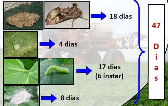 Duração de 46 dias (ovo=5 dias; lagarta=20 dias; pupa = 7