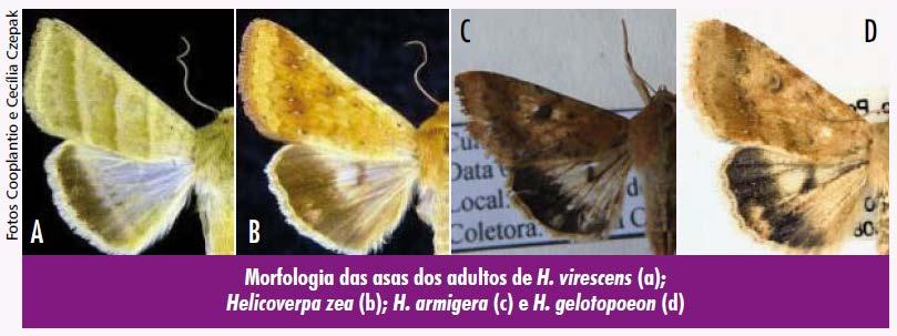 Filogenia de Heliothinae.