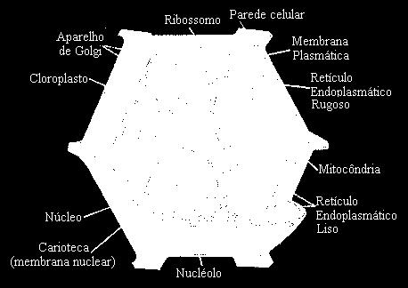 Estrutura derivada do retículo endoplasmático que pode