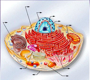 Ergatoplasma Complexo de Golgi Carioteca Cromatina Nucléolo