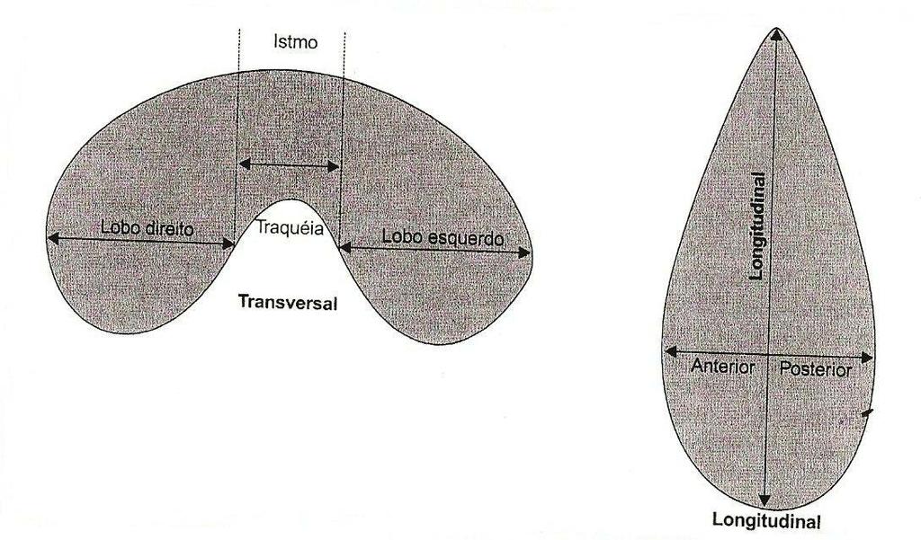 Figura 2. Esquema para cálculo do volume da tireóide FONTE: Chammas MC, Saito OC, e Cerri GG 78 3.