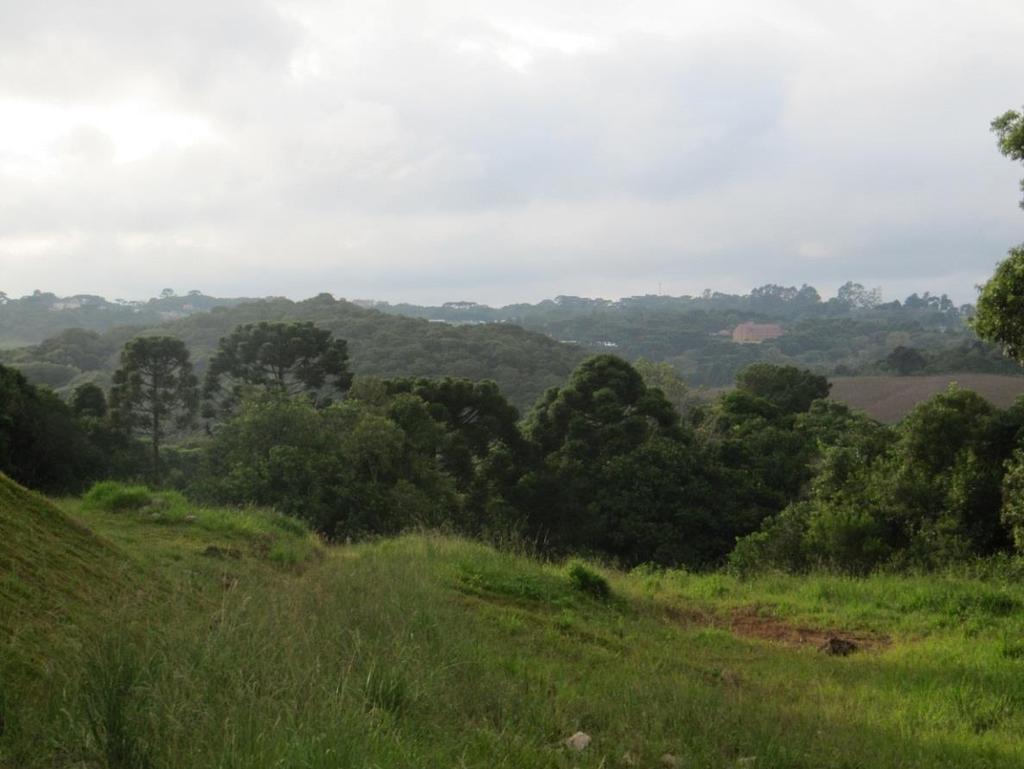 Aquarela 1: observação dos tons de verde na natureza.