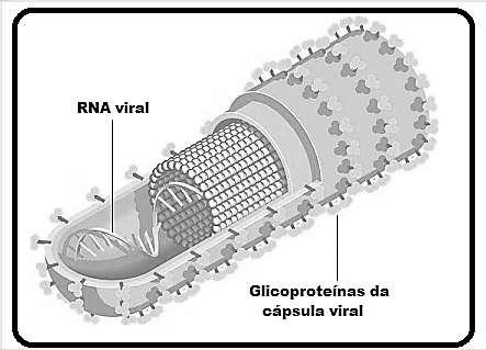 que chega a matar de 25% a 90% dos infectados. Hoje, não existe vacina ou terapia específica contra a infecção.