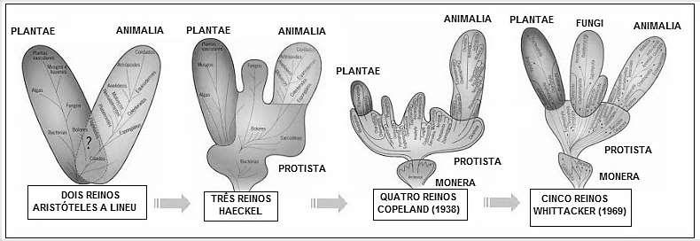 A Sistemática é uma das áreas da Biologia que mais sofrem mudanças atualmente.