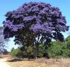 Sucupira-preta _ Bowdichia virgilioides: Árvore do dossel ou sub-bosque, decídua, de médio porte, tolerante à seca e amplamente distribuída pelo Brasil, indicadora de vegetação primária e de estágio