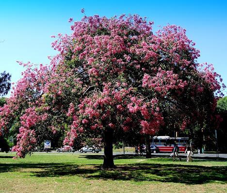 Barriguda _ Ceiba speciosa: A paineira-rosa é uma árvore bastante popular, e isto se deve principalmente à sua beleza extraordinária e seu curioso fruto.