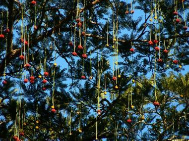 Jueirana-vermelha _ Parkia pendula: Árvore do dossel ou emergente, perenifólia, de grande porte e amplamente distribuída pela Mata Atlântica e Amazônia.