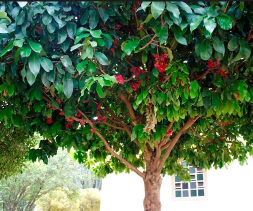 Cajazeira _ Spondias mombin: Árvore do dossel, decídua, de porte médio e tolerante à seca, amplamente distribuída por todo o Brasil.