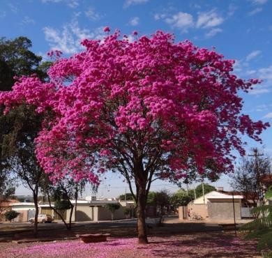 Ipê roxo _ Tabebuia impetiginosa: O ipê-roxo é uma árvore decídua, característica das florestas semidecídua e pluvial.