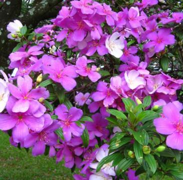 A floração ocorre duas vezes por ano, no outono e na primavera, despontando abundantes flores pentâmeras, simples, com estames longos e corola arroxeada, sendo que na variedade Kathleen estas se