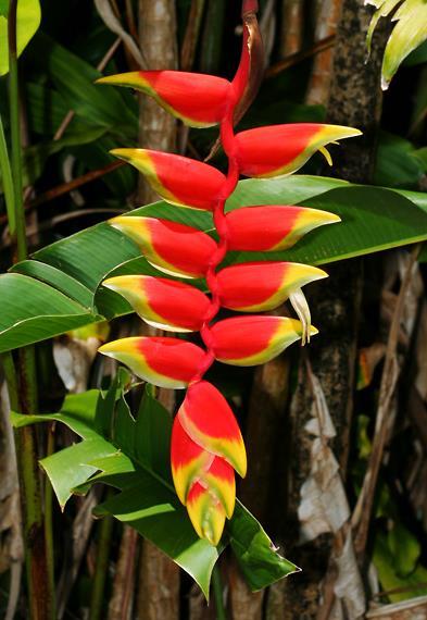 Heliconia _ Heliconia rostrata: Planta tropical por excelência, esta espécie de helicônia, é a que produz as inflorescências mais espetaculares e ornamentais.