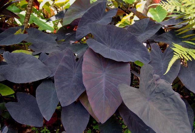 Inhame roxo (Taro) _ Colocasia esculenta: é apresenta folhas grandes, peltadas, cordiformes, de cores que variam do verde ao roxo escuro, quase preto, de acordo com a cultivar.