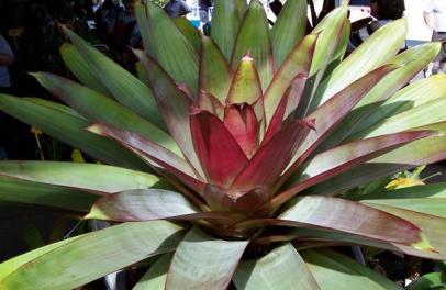 Bromélia imperial _ Alcantarea imperialis: A bromélia-imperial é uma planta herbácea, rupícola, de grandes proporções e elevado valor ornamental.