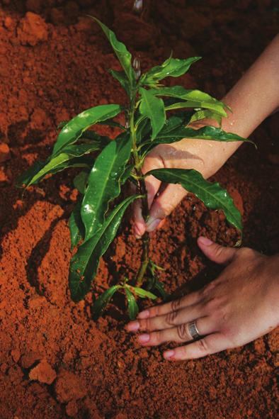 230 A Lei do Máximo estabelece que o fornecimento de nutrientes às plantas não deve e-tec Brasil Solos ultrapassar um nível máximo, pois a partir desse nível começam a causar redução na