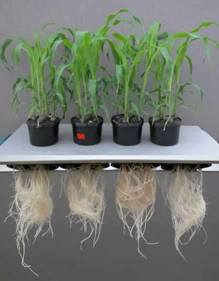 Sorgo plantado com fosfato natural reativo.