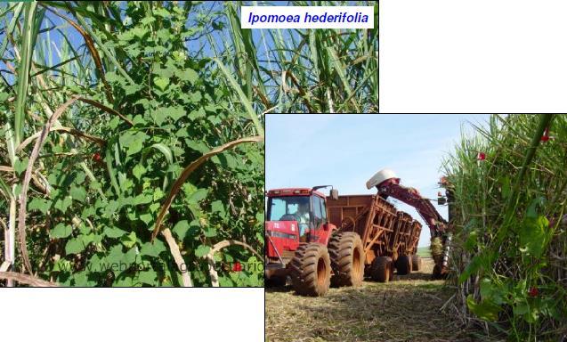 Plantas daninhas causando transtornos em atividades de