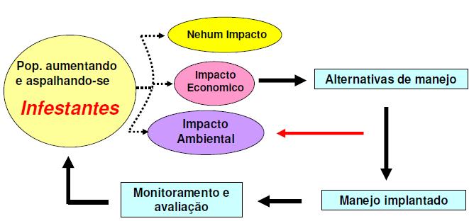 Infestação e impacto das plantas daninhas MAS NÃO