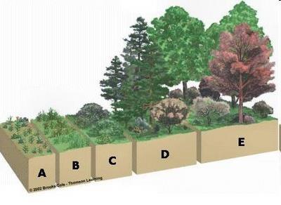 Evolução de comunidades vegetais (sucessão secundária) Plantas pioneiras